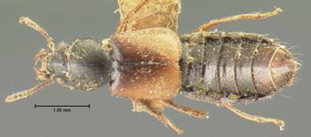 Media type: image;   Entomology 6545 Aspect: habitus dorsal view
